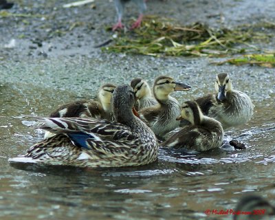 Mallards 09713 copy.jpg