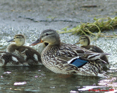 Mallards 09720 copy.jpg