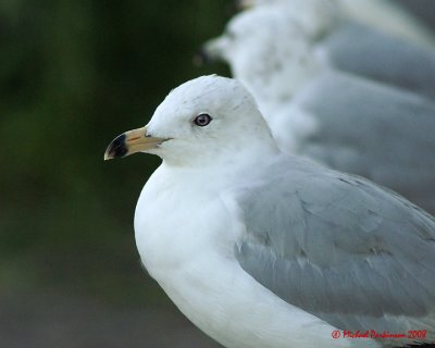 Birds 2008