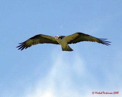 Ospreys 2008