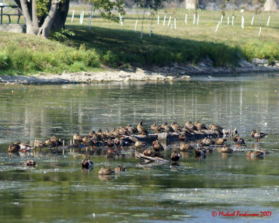 Mallards 01391 copy.jpg