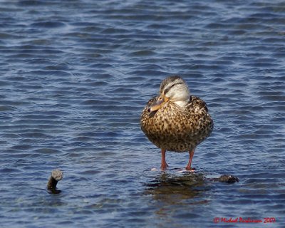 Mallards 01392 copy.jpg