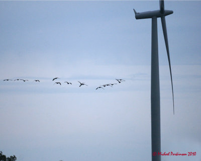 Canada Geese 04726 copy.jpg