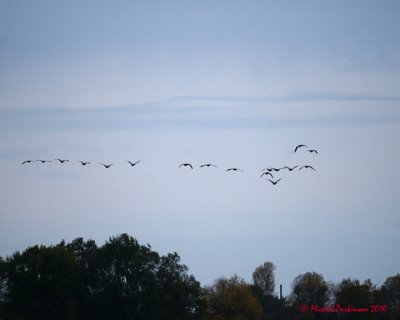 Canada Geese 04727 copy.jpg