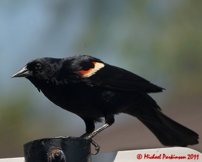 Red-winged Blackbird 04989 copy.jpg