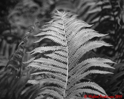 Ferns 05026 copy.jpg