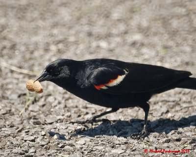 Red-winged Blackbird 04924 copy.jpg