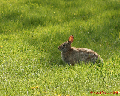 Rabbits 03537 copy.jpg