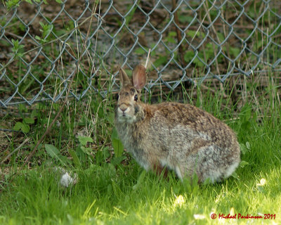 Rabbits 03540 copy.jpg