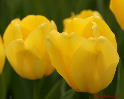 Tulips 03558 copy.jpg