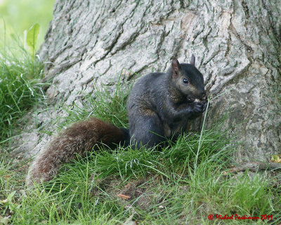 Grey Squirrel 06209 copy.jpg