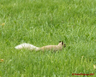 Grey Squirrel 06212 copy.jpg