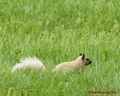 Grey Squirrel 06213 copy.jpg