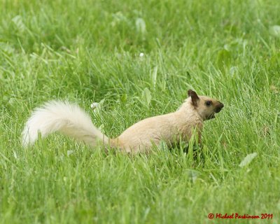 Grey Squirrel 06218 copy.jpg