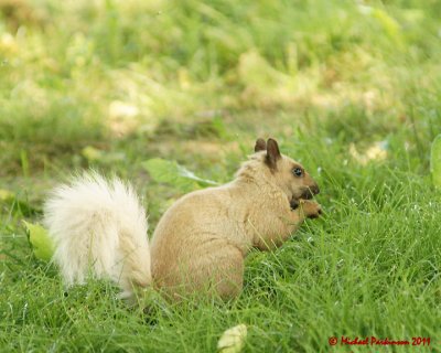 Grey Squirrel 06225 copy.jpg