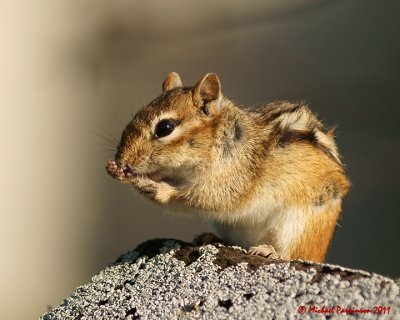 Chipmunks 06322 copy.jpg