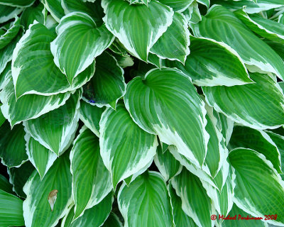 Hosta 00803 copy.jpg