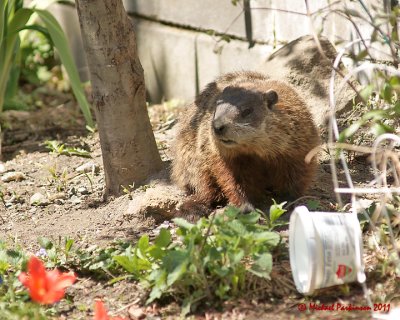 Ground Hog 03171 copy.jpg