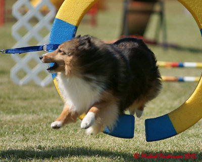 The Agility Connection 05748 copy.jpg