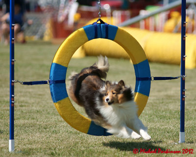 The Agility Connection 05769 copy.jpg
