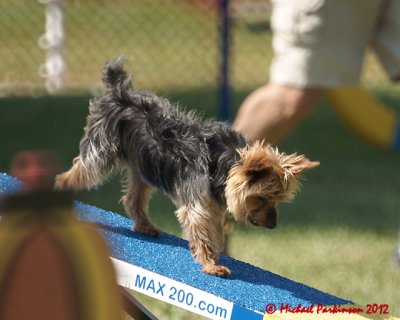 The Agility Connection 05814 copy.jpg