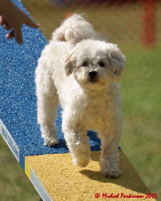 The Agility Connection 05824 copy.jpg