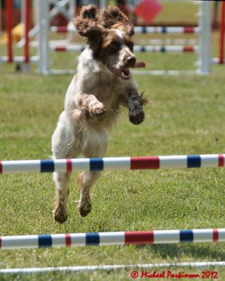 The Agility Connection 05866 copy.jpg
