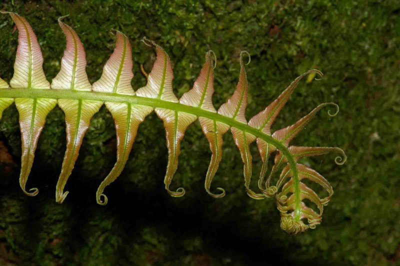 GREEN MOUNTAIN FERN