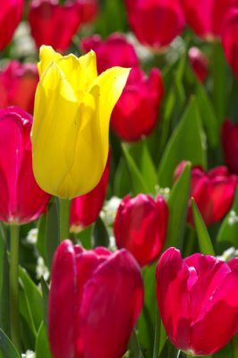 TULIPS
