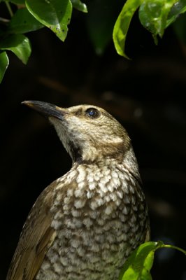 SPECKLED HONEY SUCKER