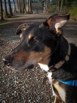 The Thousand Dollar Ear