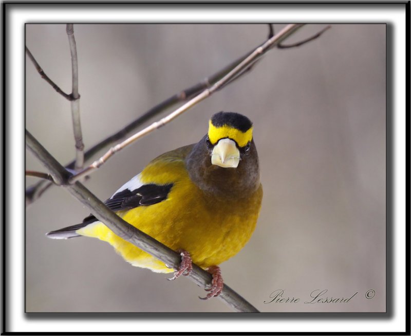 GROS-BEC ERRANT, mle  /  EVENING GROSBEAK. male    _MG_7186 a