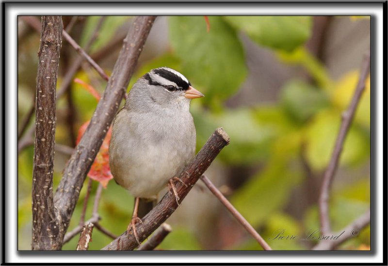 BRUANT  COURONNE BLANCHE, mle  /  WHITE-CROWNED SPARROW, male       _MG_6349 a