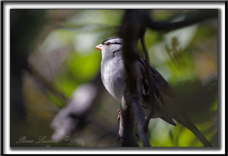 BRUANT  COURONNE BLANCHE, mle  /  WHITE-CROWNED SPARROW, male       _MG_9043 a