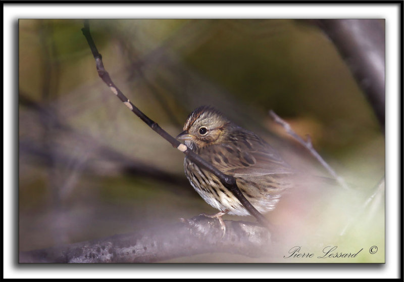 BRUANT DE LINCOLN   /   LINCOLNS SPARROW    _MG_7043 aa