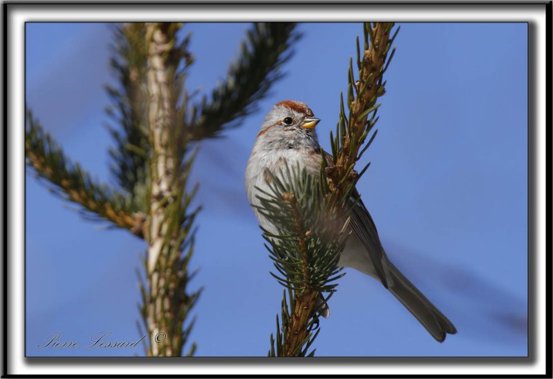 BRUANT HUDSONIEN /  AMERICAN TREE SPARROW     _MG_0200 a