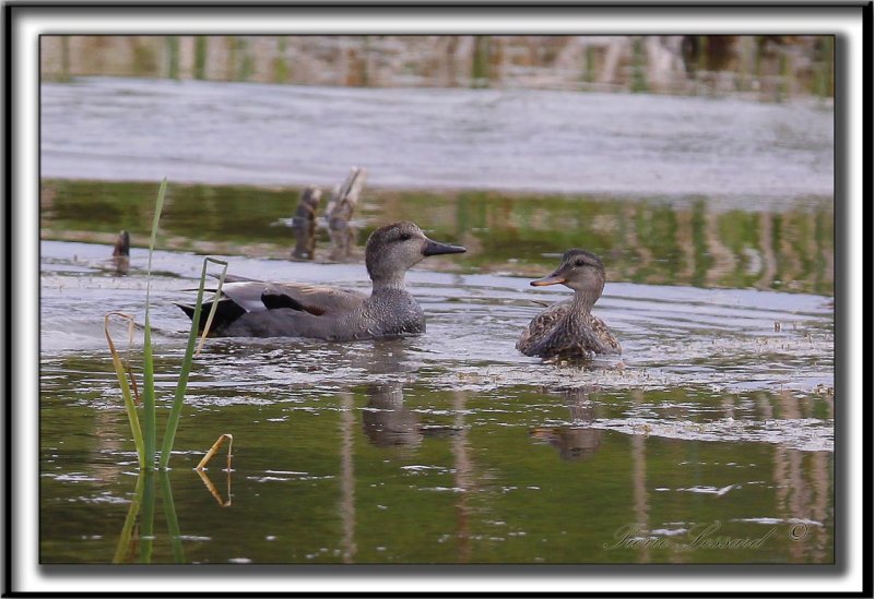 CANARD CHIPEAU  /   GADWALL     _MG_7438 a