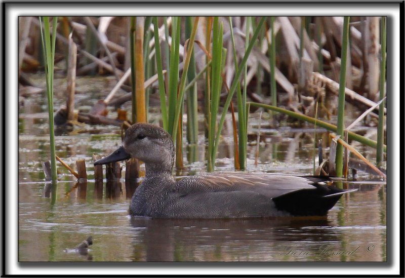 CANARD CHIPEAU  /   GADWALL     _MG_7448 a