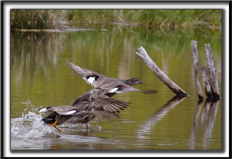 CANARD CHIPEAU  /   GADWALL     _MG_8165 a