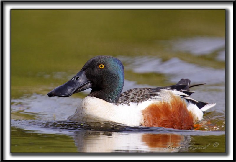 CANARD SOUCHET, mle   -    NORTHERN SHOVELER  male     _MG_7565 a
