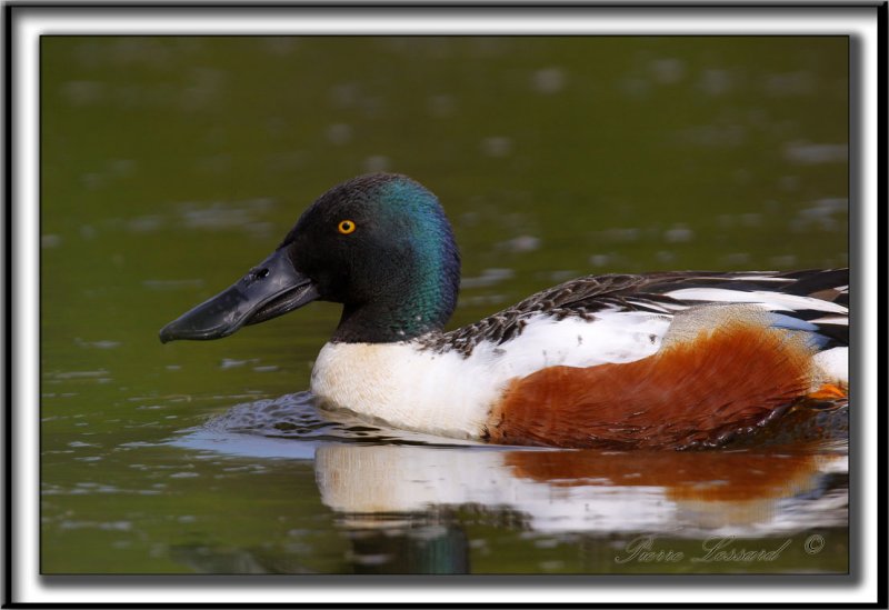 CANARD SOUCHET -  NORTHERN SHOVELER  male     _MG_7596 a