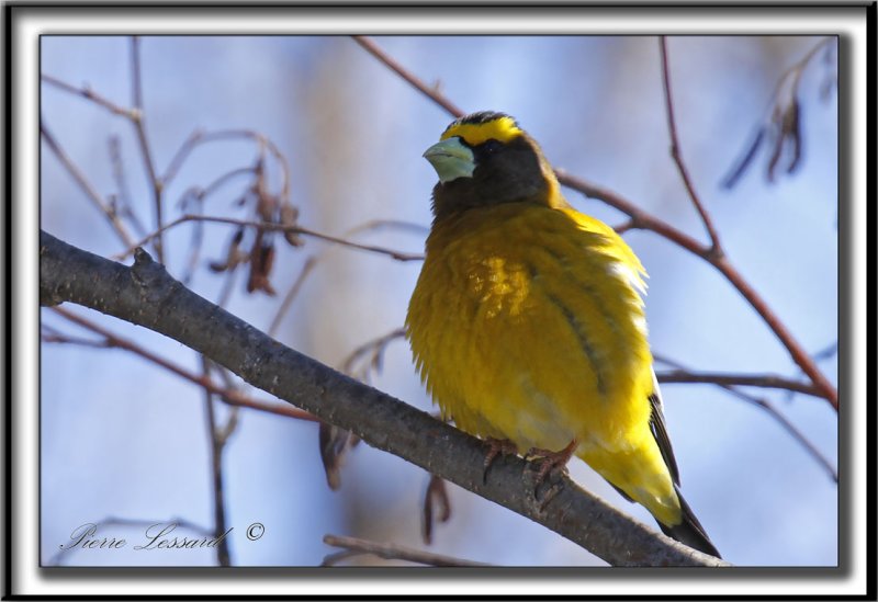 GROS-BEC ERRANT, mle  /  EVENING GROSBEAK. male    _MG_0044 a