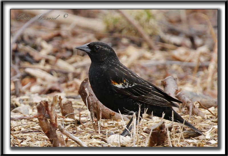 HYBRIDE CAROUGE  PAULETTE  /  RED-WINGED BLACKBIRD HYBRID     _MG_1281 a