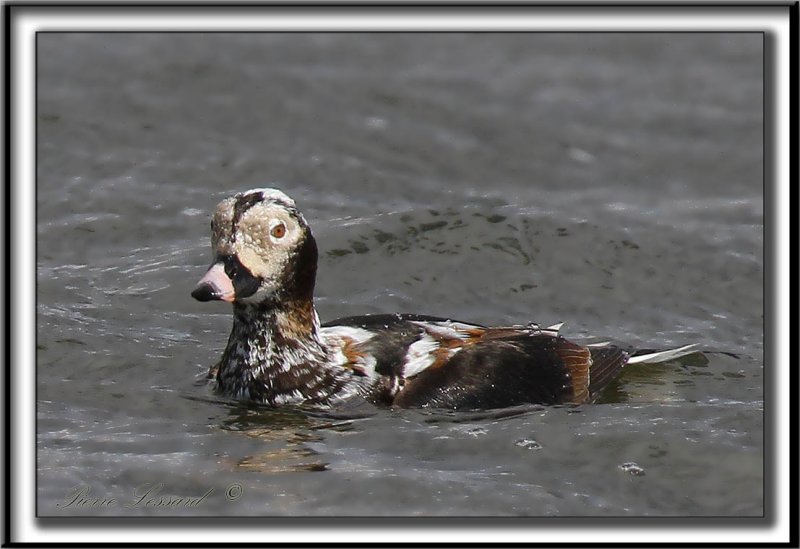 HARELDE KAKAWI,  mle en plumage dhiver changeant en plumage dt   /    LONG-TAILED DUCK, male      _MG_1867 a