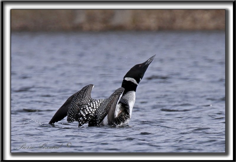 PLONGEON HUARD   /   COMMON LOON     _MG_2360 aa a