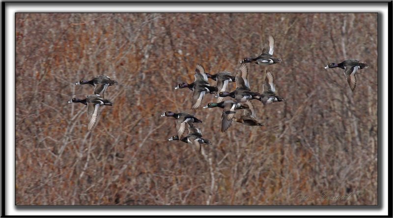 FULIGULE  COLLIER  /  RING-NECKED DUCK    _MG_1705 a