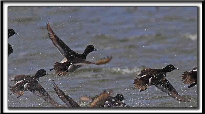 FULIGULE  COLLIER  /  RING-NECKED DUCK    _MG_1638 a Crop 2