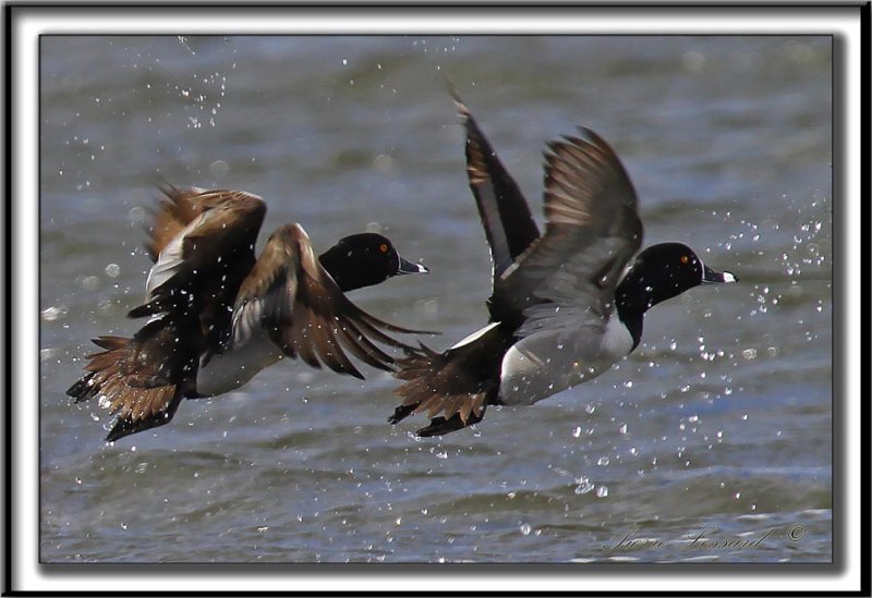FULIGULE  COLLIER  /  RING-NECKED DUCK    _MG_1638 a Crop