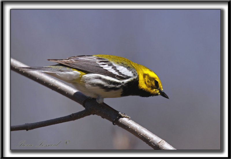 PARULINE  GORGE NOIRE, mle   /   BLACK-THROATED GREEN WARBLER, male      _MG_5897