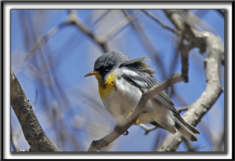 PARULINE  COLLIER , mle au printemps    /    NORTHERN PARULA, male in spring time     _MG_4772 a